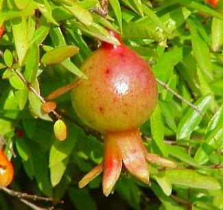 Dwarf Pomegranate Plant - Punica -Bonsai/Houseplant/Outdoors- Edible-4" Clay Pot - Image 7