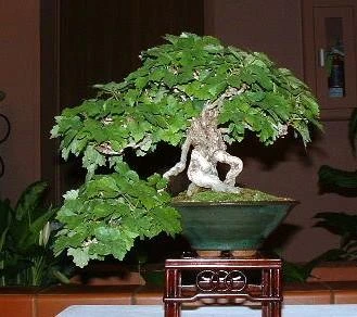 Boston Ivy Plant - Parthenocissus Ticuspidata Veitchii - 2.5" Pot - Image 3