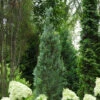 PINPOINT® Blue False Cypress - 4" Pot - Chamaecyparis