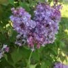 Scentara® Double Blue Lilac - 4" Pot - Syringa - Proven Winners