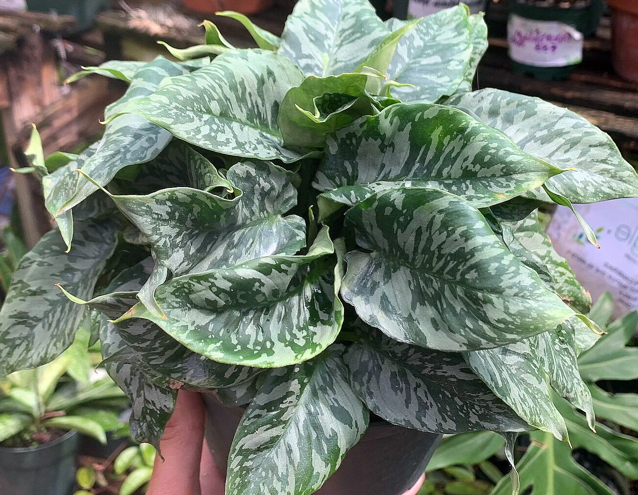 Thailand Schismatoglottis - Rare Easy To Care - 4" Pot - Schismatoglottis Wallichii - Image 2