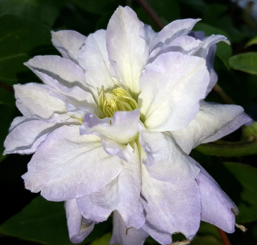 Diamond Ball Clematis - 4" Pot - Proven Winners