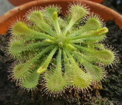 Spoonleaf Carnivorous Sundew Plant -Drosera Spathulata-2" Pot-Collector's Series