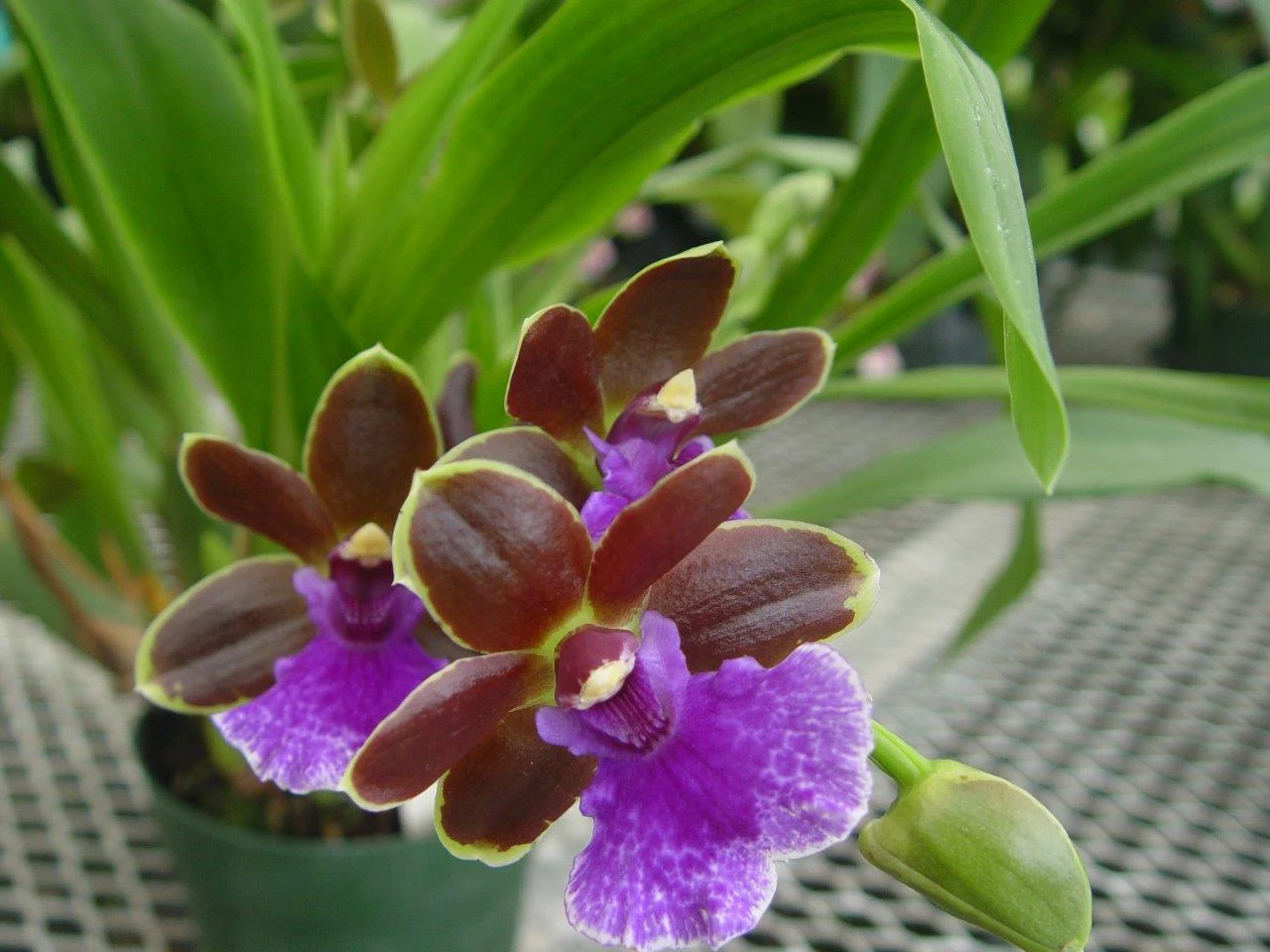 Dragon Kitten 'Purr' Orchid - Zygobaptista - Deep Purple Blooms - 4" Pot - Image 2