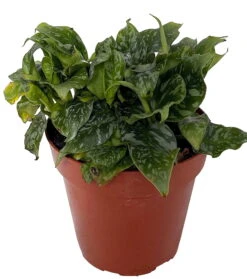 Thailand Schismatoglottis - Rare Easy To Care - 4" Pot - Schismatoglottis Wallichii