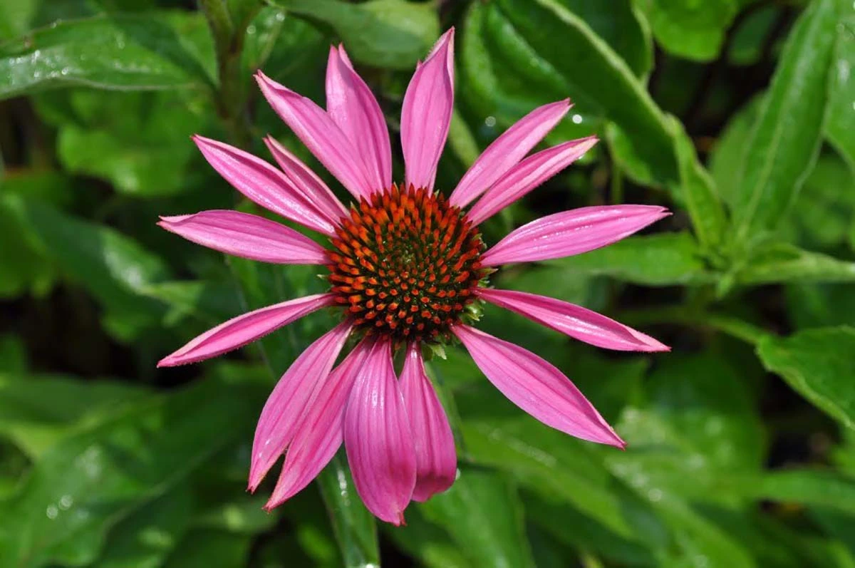 Ruby Star Coneflower Perennial - Echinacea - Quart Pot