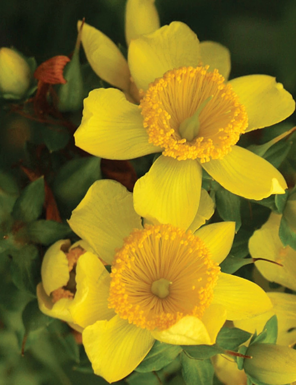 Sunny Boulevard™ St. John's-Wort - 4" Pot - Hypericum - Proven Winners