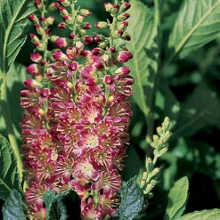 Ruby Spice Summersweet - Clethra Alnifolia - Fragrant! - 4" Pot