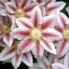 Bees Jubilee Clematis Vine - Pink & Red Blooms - 2.5" Pot