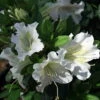 White Bloom-A-Thon® Everblooming Azalea - Everblooming -Proven Winners- 4" Pot
