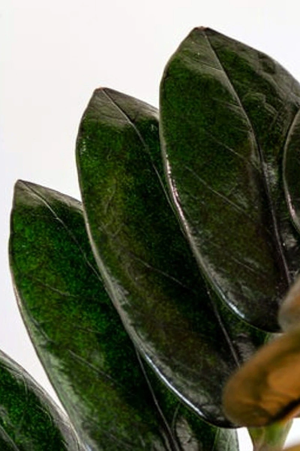 Black Queen ZZ Plant - Zamioculcas - 4" Pot - Collector's - Image 6