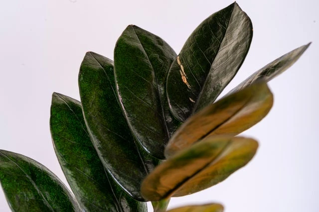 Black Queen ZZ Plant - Zamioculcas - 4" Pot - Collector's - Image 4