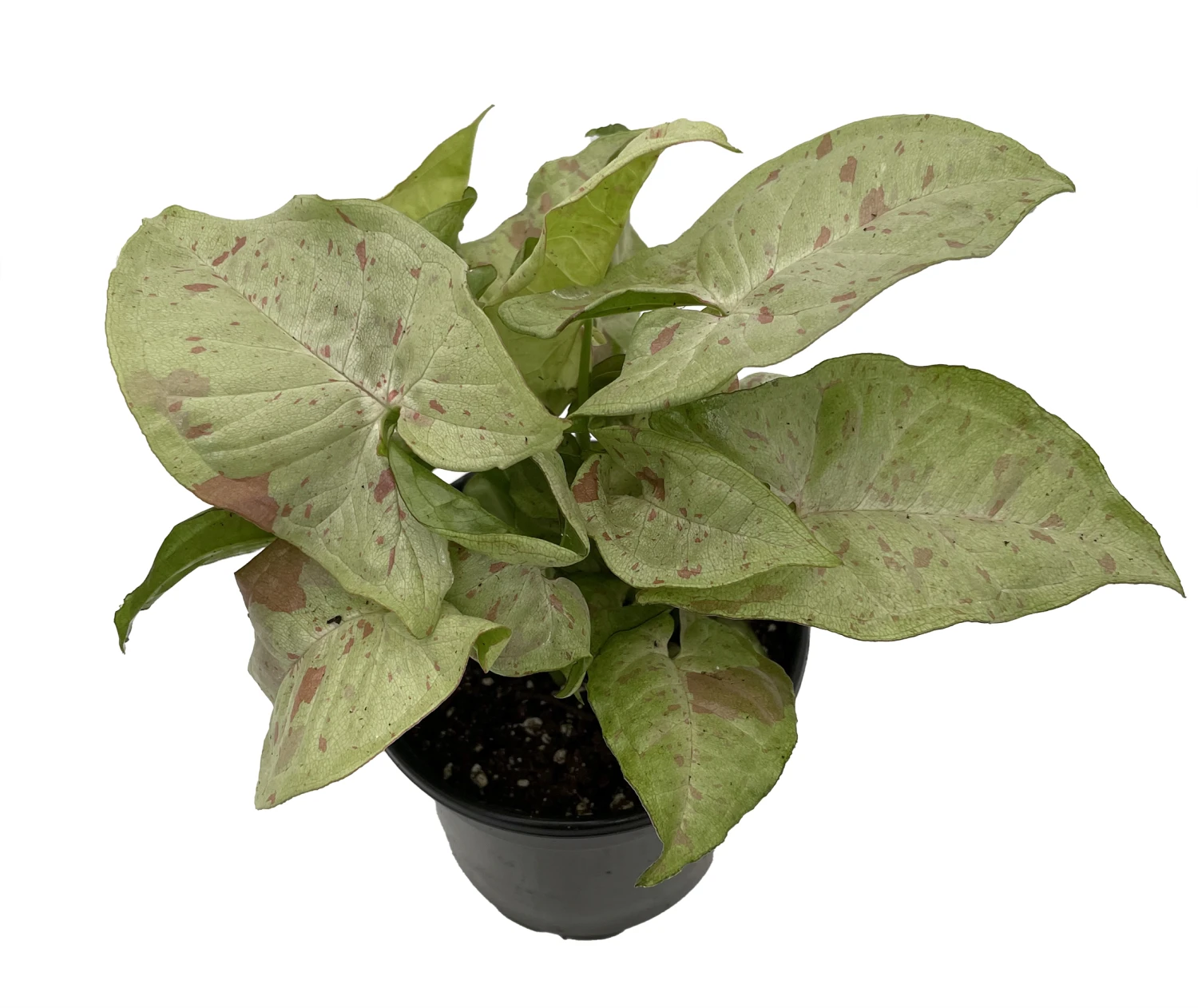 Milk Confetti Arrowhead Plant - Syngonium/Nepthytis - 4" Pot