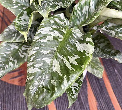 Thailand Schismatoglottis - Rare Easy To Care - 4" Pot - Schismatoglottis Wallichii - Image 3