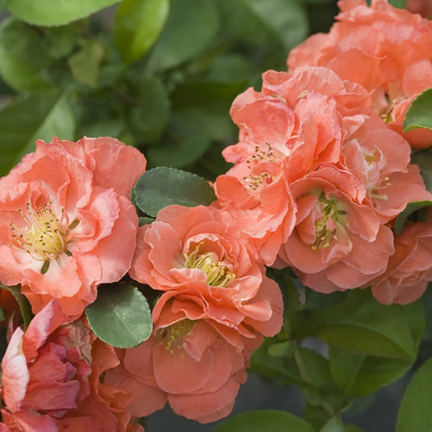 Double Take⢠Chaenomeles Peach - 4" Pot - Flowering Quince - Proven Winners
