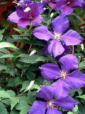 Jackmani Clematis Vine - Velvety-Purple - 2.5" Pot - Image 4