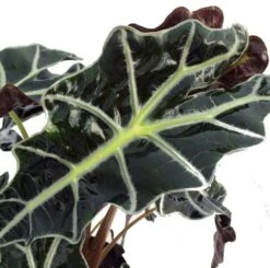 Amazon Black Shield Plant - Alocasia Polly - Houseplant - 6" Pot