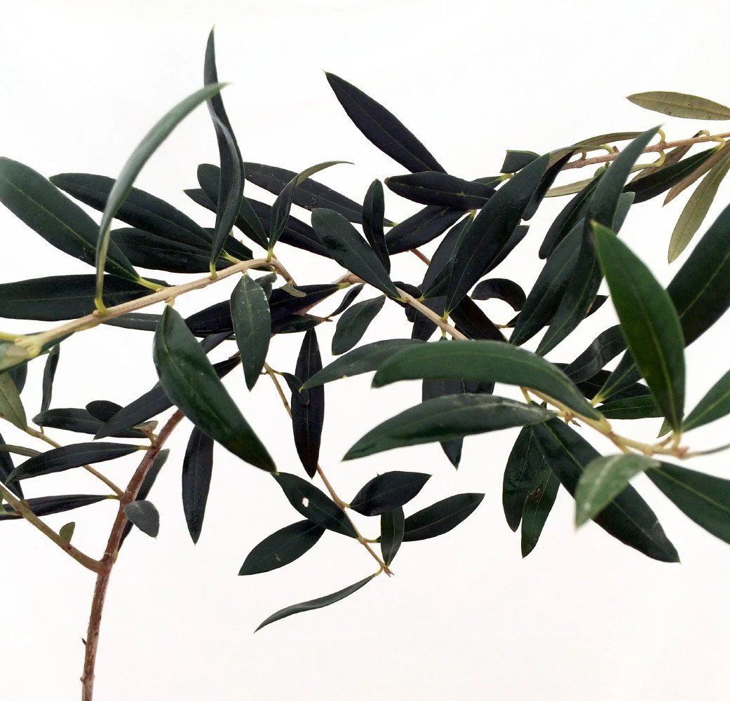 Arbequina Large Olive Tree - Tree Of Peace - Olea - 6" Pot - Image 3