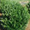 Shamrock Inkberry Holly - 4" Pot - Ilex Glabra