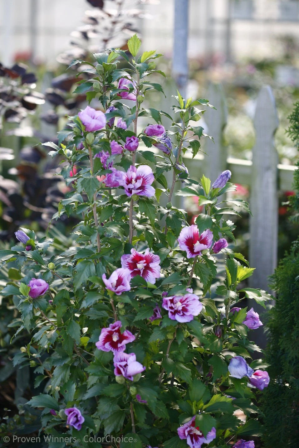 Purple Pillar® Hibiscus - 4" Pot - Rose Of Sharon - Proven Winners