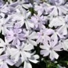 Emerald Blue Phlox Perennial - Potted - Live Plant - Quart Pot