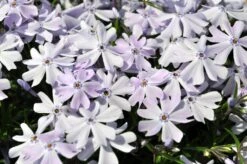 Emerald Blue Phlox Perennial - Potted - Live Plant - Quart Pot