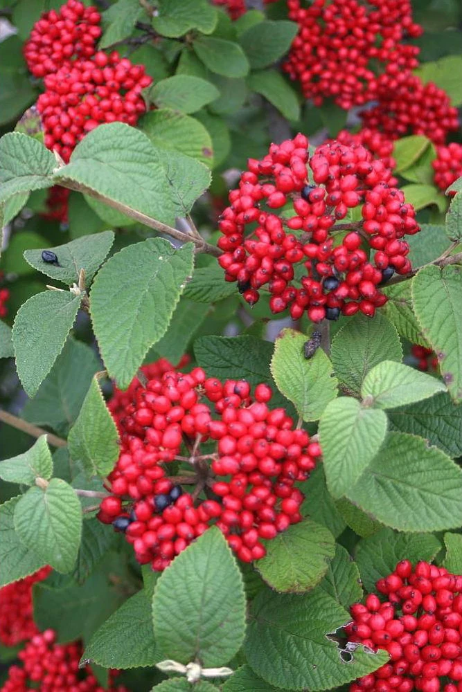 Red Balloon™ Viburnum Shrub - Proven Winners - Image 3