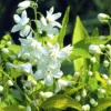 Chardonnay Pearls® Deutzia Gracilis 'Duncan' - 4" Pot - Proven Winners