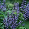 Blue Diddley® Chaste Tree - 4" Pot- Vitex Agnus-castus ''SMVACBD'' Ppaf; Cbraf