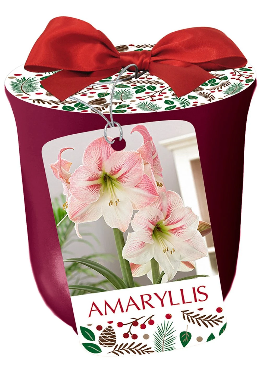 Apple Blossom Bourdeux Ceramic Amaryllis Kit - Bulb/Planting Medium/Soil