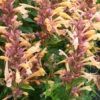 Peachie Keen Hummingbird Mint - Agastache - Anise Hyssop - Hardy - Quart Pot