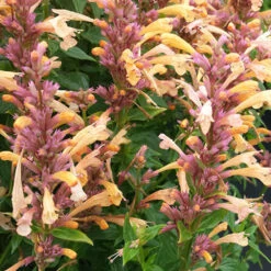 Peachie Keen Hummingbird Mint - Agastache - Anise Hyssop - Hardy - Quart Pot