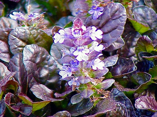Mahogany Ajuga - Carpet Bugle - 48 Plants - 1 3/4" Pots - Image 3