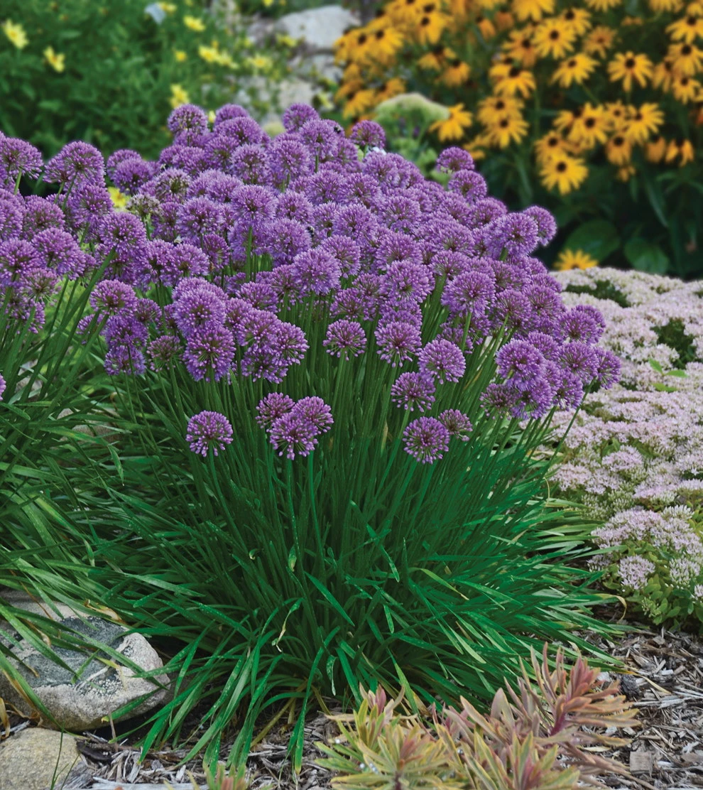 Millenium Flowering Onion Perennial - Allium - Gallon Pot - Image 2