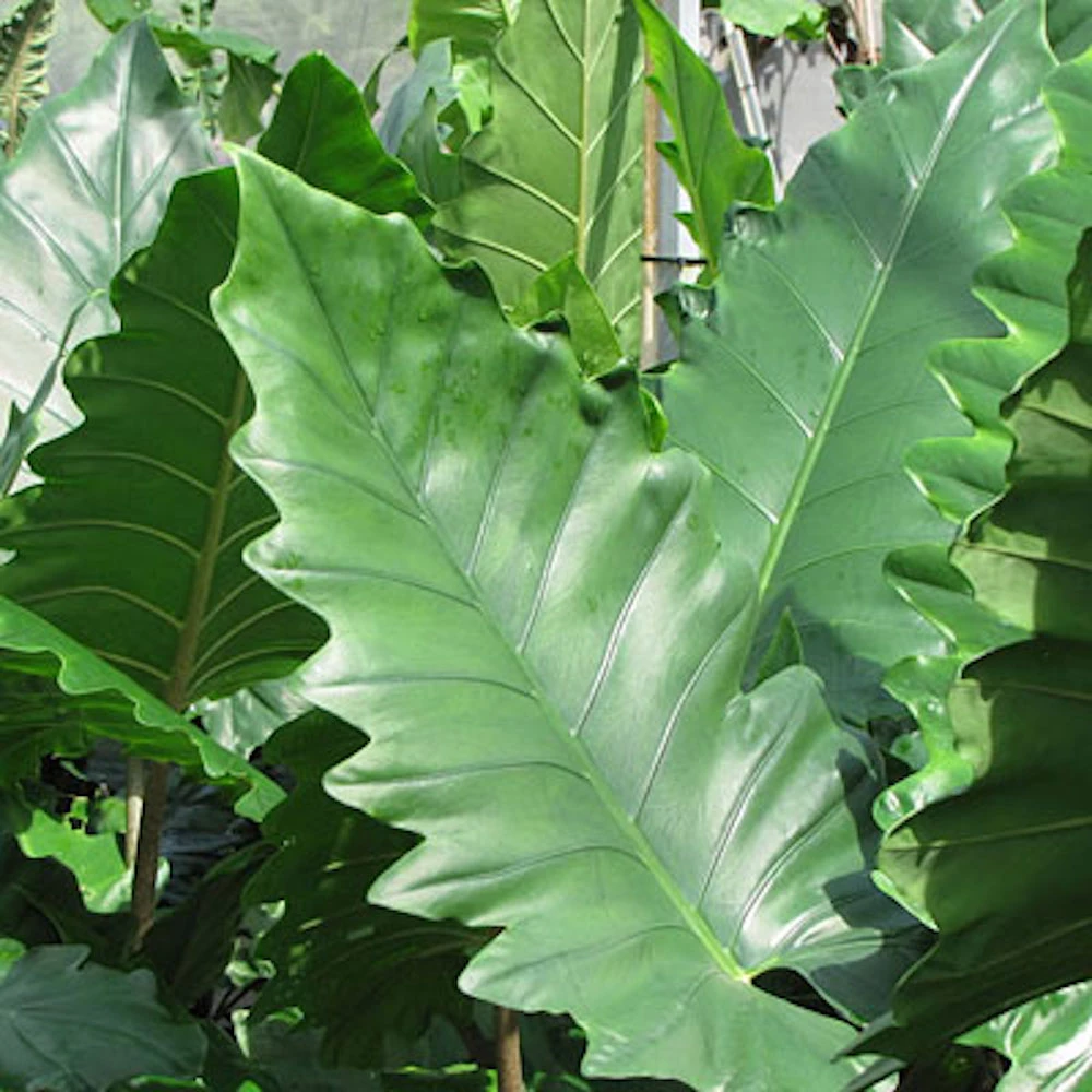 Boa African Mask Plant - Alocasia Boa - Houseplant - 4" Pot - Image 2