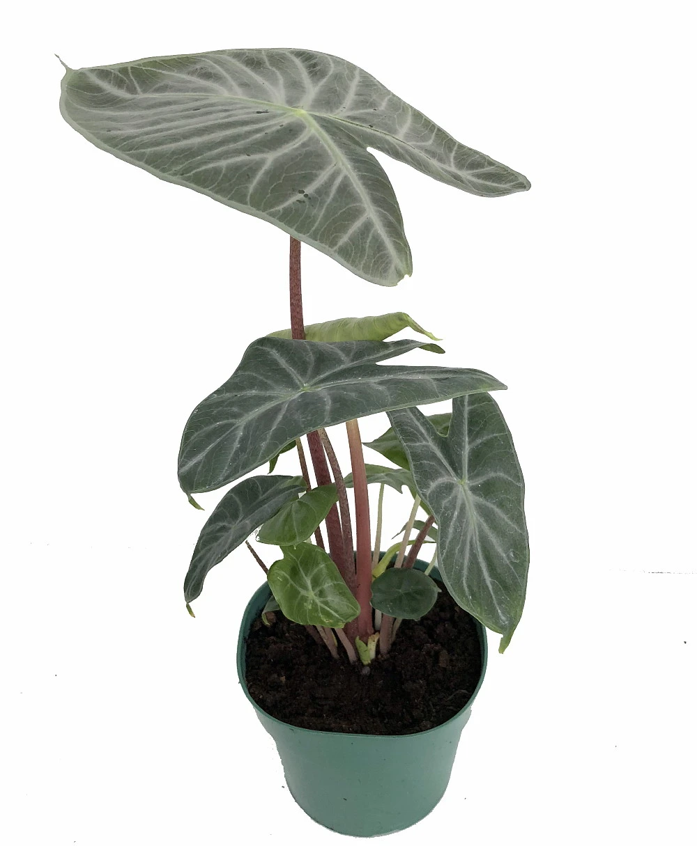 Ivory Coast African Mask Plant - Elephant Ear - Alocasia - Indoors/Out - 4" Pot - Image 3