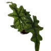 Jacklyn Alocasia Tandurusa - 4" Pot - Collector's Series