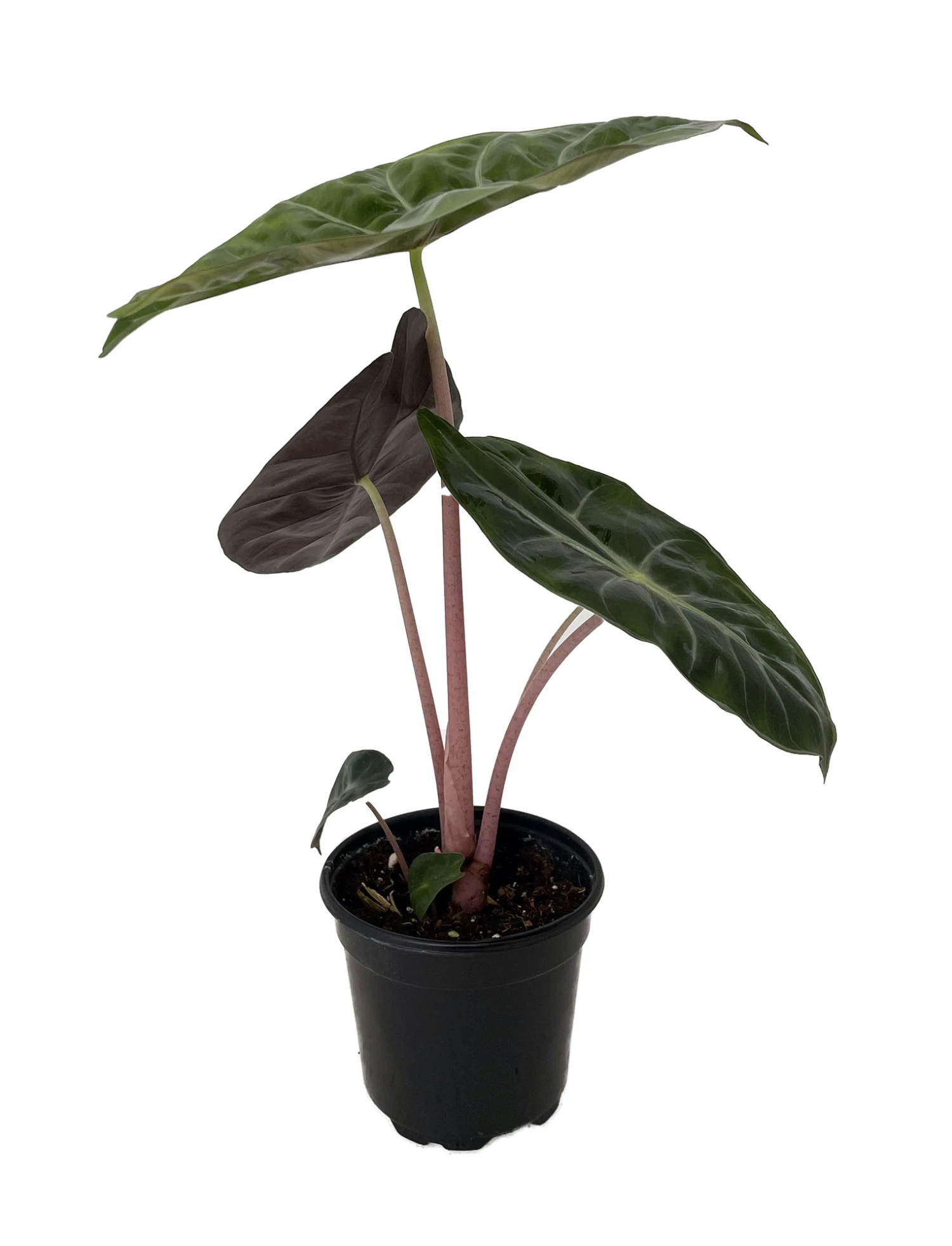 Alocasia Pink Princess - Elephant Ears - Pink Stems - 4" Pot - Image 2