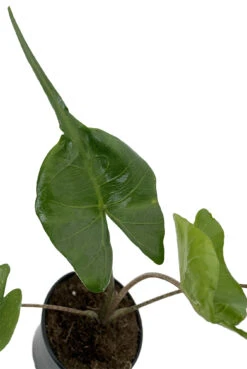 Rare Stingray Plant - Alocasia - Elephant Ears - 4" Pot - Collector's Series