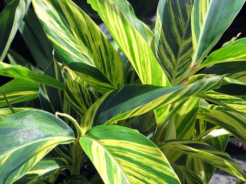 Variegated Ginger Plant - Alpinia Zerumbet - Spicy Fragrance/Edible - 6" Pot - Image 2