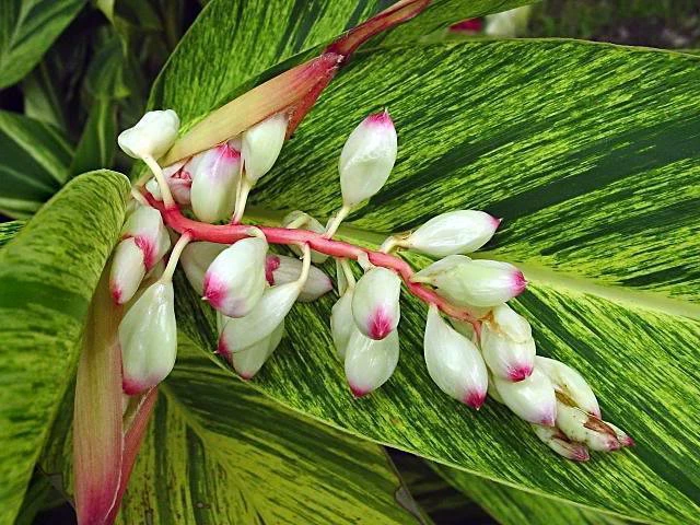 Variegated Ginger Plant - Alpinia Zerumbet - Spicy Fragrance/Edible - 6" Pot - Image 6