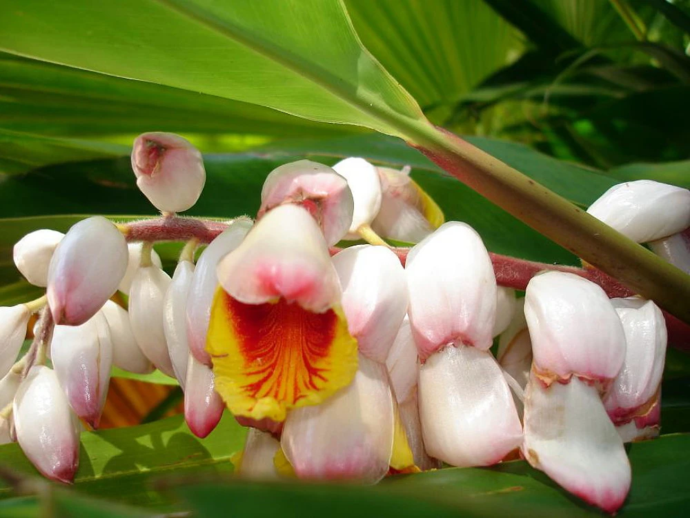 Variegated Ginger Plant - Alpinia Zerumbet - Spicy Fragrance/Edible - 6" Pot - Image 3