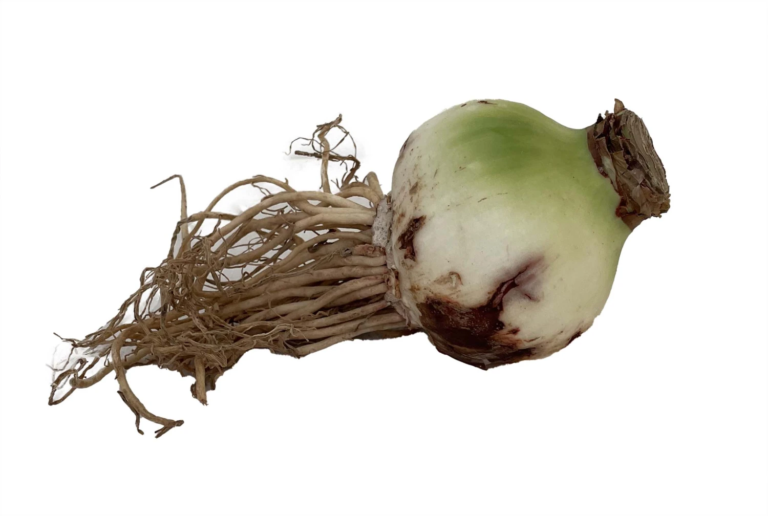 Red Lion Silver Ceramic Amaryllis Kit - Bulb/Ceramic Vase/Planting Medium - Image 4