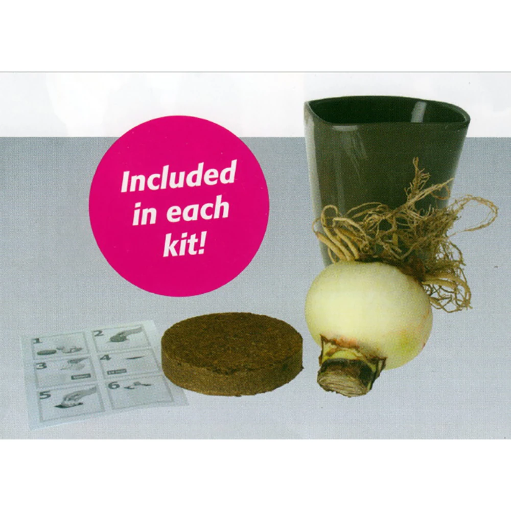 Apple Blossom Bourdeux Ceramic Amaryllis Kit - Bulb/Planting Medium/Soil - Image 3