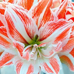 Dancing Queen Double Amaryllis Bulb - Double Flower! 26/28cm Bulb