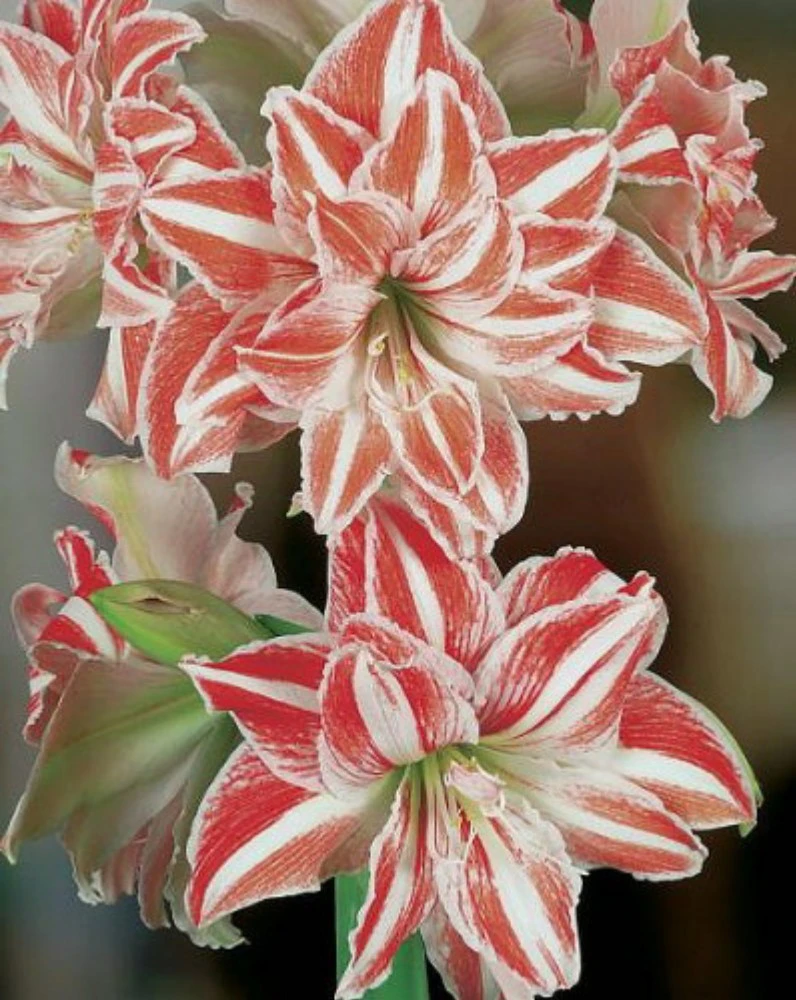 Dancing Queen Double Amaryllis Bulb - Double Flower! 26/28cm Bulb - Image 2