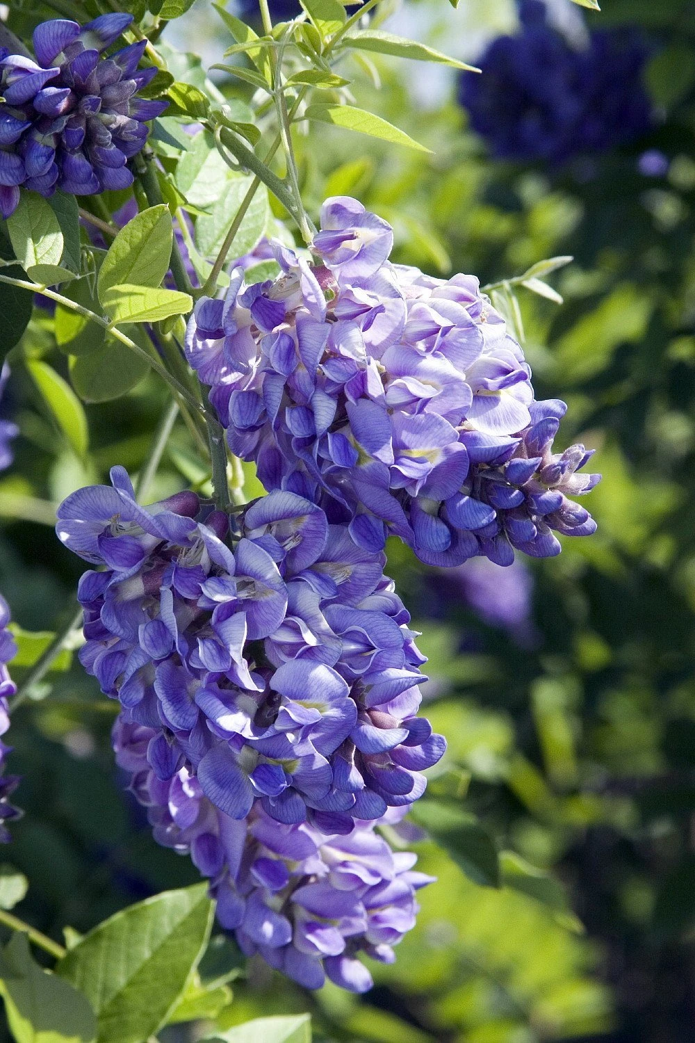 Amethyst Falls Wisteria Vine - 4" Pot - Image 2