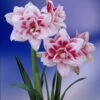 Elvas Double Amaryllis Bulb - Double Flower! - 34/36 Cm Bulb