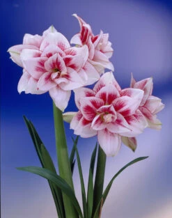 Elvas Double Amaryllis Bulb - Double Flower! - 34/36 Cm Bulb