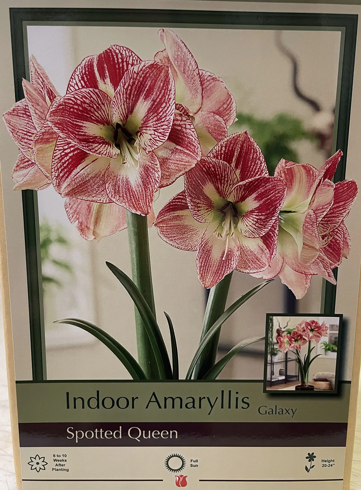 Spotted Queen Giant Dutch Amaryllis Bulb - 30/32cm Bulb